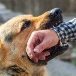 A,Male,German,Shepherd,Bites,A,Man,By,The,Hand.