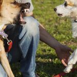 Two,Mixed,Breed,Dogs,And,Their,Trainer,On,The,Lawn